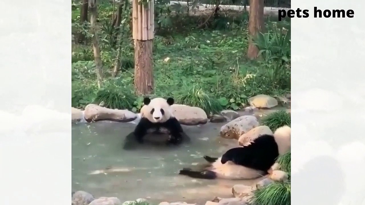 Funny Animal Videos