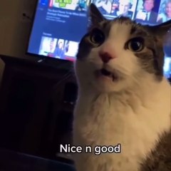 Funniest Cats Compilation #19 Don't try to hold back Laughter