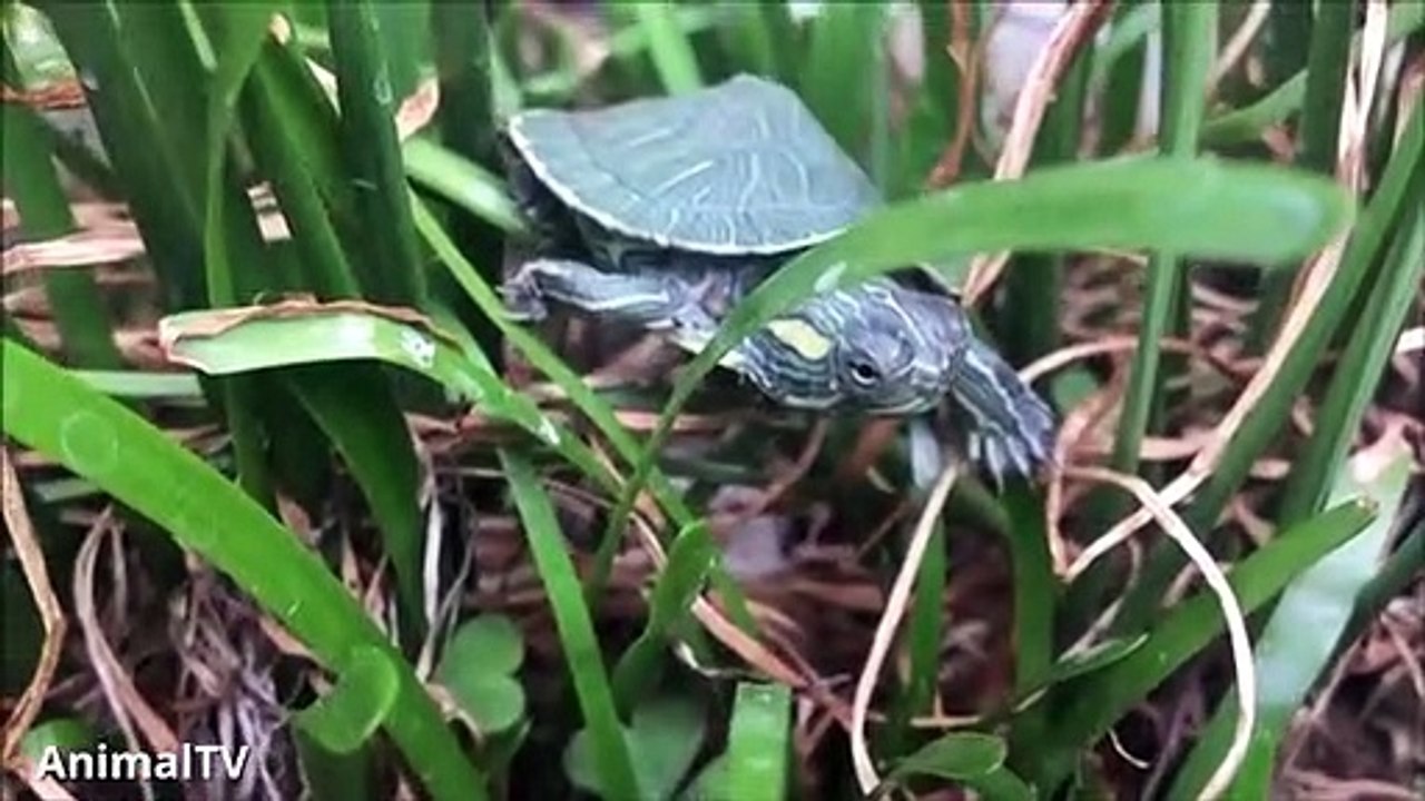 Turtles Swimming & Walking slowly... CUTEST compilation