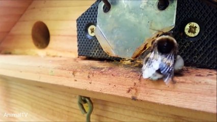 Giant Furry Bumblebees - CUTE Compilation