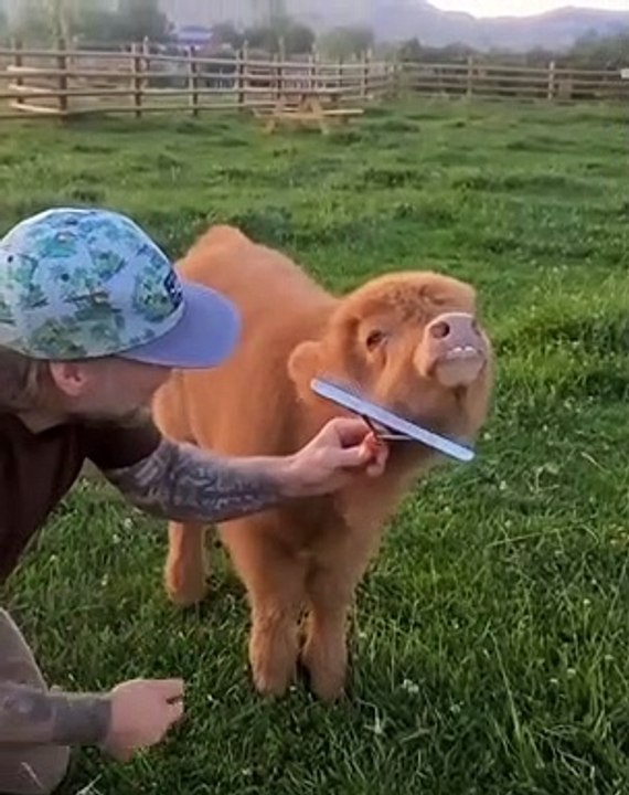 CUTE ANIMAL