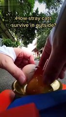 how cats survive ??? | Funny Cats Chanel