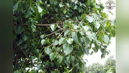 हिंदू धर्म में पिपल के पेड का महत्व