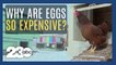 Eggs have gotten expensive, but why?