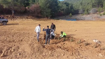 30 bin 600 fidanla "Türkiye Yüzyılı" yazıldı