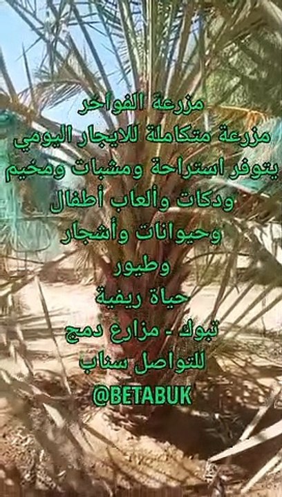 مخيم تبوك