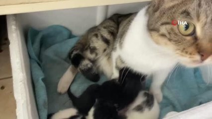 Kaldığı yerin tadilatı yüzünden dışarıda kalan kedi, 3 yavrusuyla esnafa sığındı