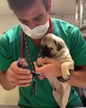 Doktora canını acıtmasın diye öpücük veren minik köpek :))