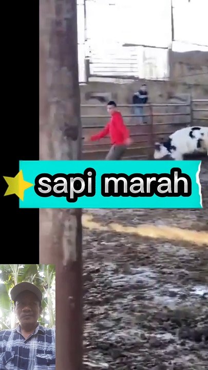 Sapi ngamuk