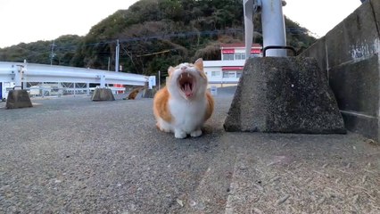 A stray cat that comes to be petted next to me when I sit down