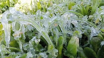 Weather Update: जयपुर में बर्फ की खेती, माइनस 2.5 डिग्री तापमान में छूटी धूजणी