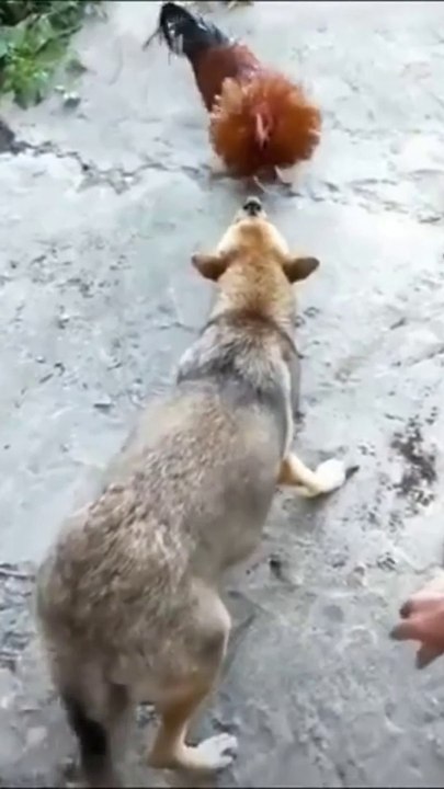 Funny Dog Video