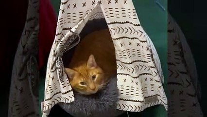 Vídeo hilário: Gato fica possesso ao ser acordado pelos espirros da dona
