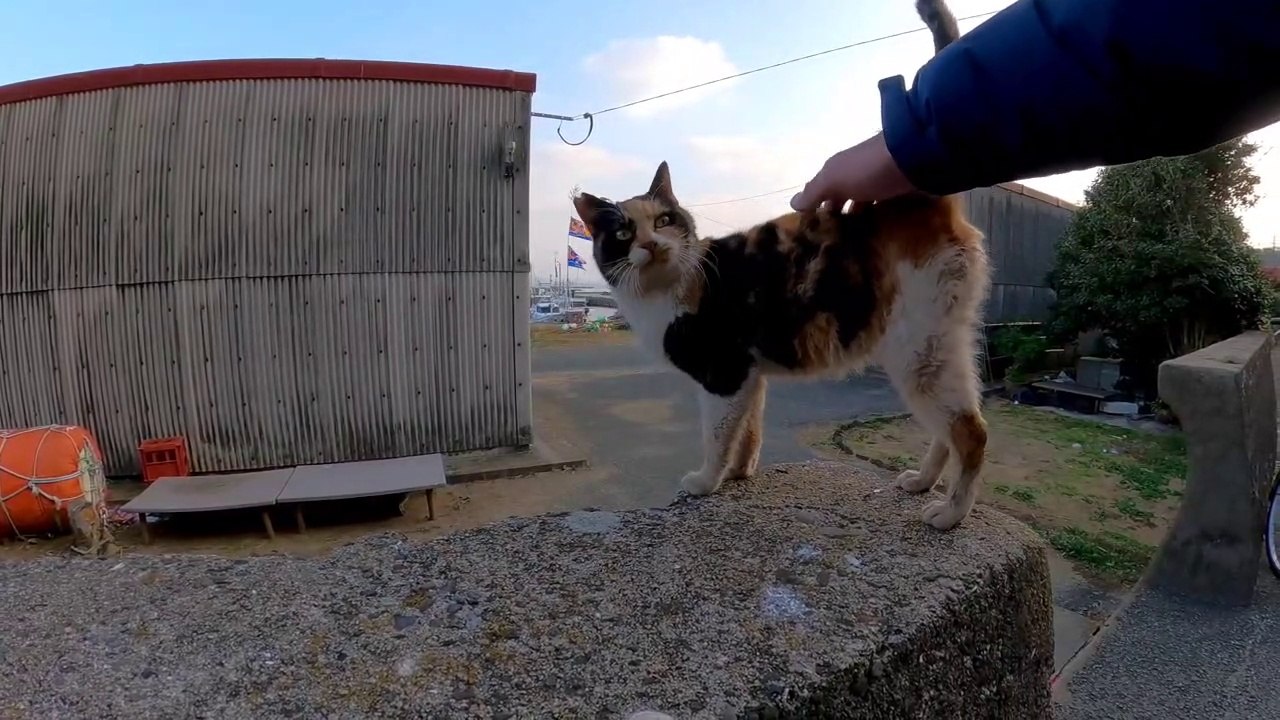 The cats of Cat Island have gathered to mofu