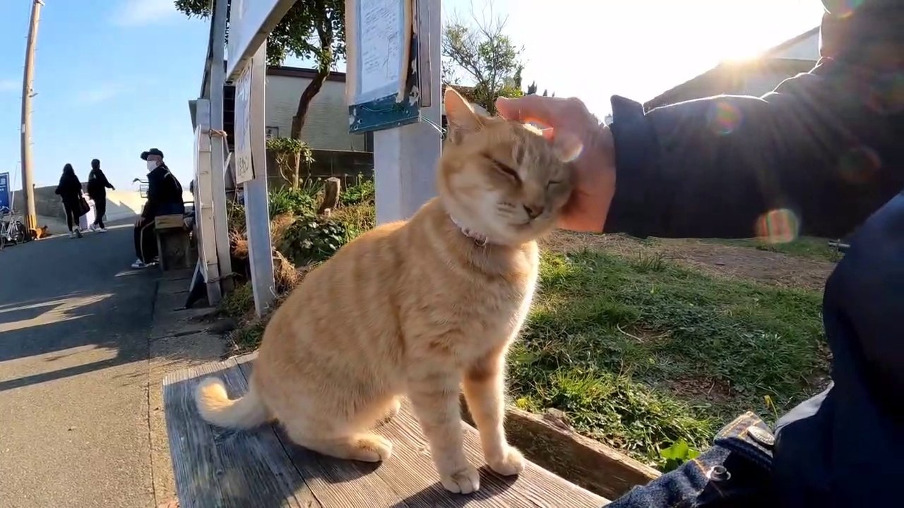 There was a cat on the bench near the harbor, so when I sat next to him, he rubbed his head against me and it was cute
