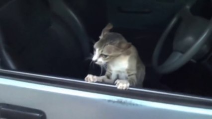 Angry Cats VS Dogs Funny Compilation 2017 !!! (2)