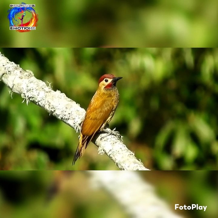 Amazing views  sparrow |birds        4k hd nature #inspiresemotions #nature #shorts #viral  #status  #reels