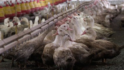 La flambée des cas de grippe aviaire en France «remet en cause le modèle économique»