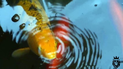 beautiful world beautiful animals ( part - 1) by Animals officials