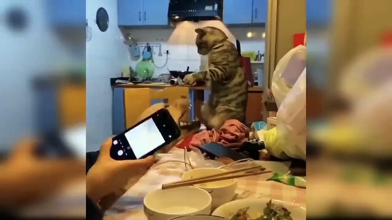 Baby cats_cute and funny cats videos compilation #9_GSS Animals