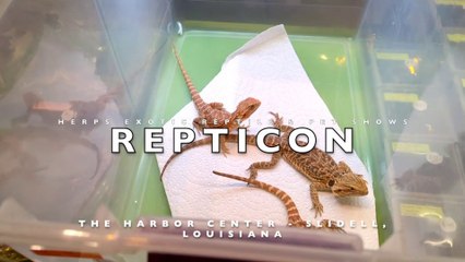 HERPS Reptile & Pet Show at the Harbor Center - Slidell, Louisiana (December 2022)