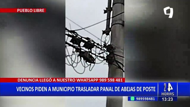 Pueblo Libre: Vecinos preocupados por panal de abejas instalado en poste