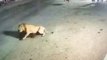 Lion Attack Cow In Gujarat  Gujarat News  Lion Attack Cow Video  Viral Video Shorts  CNN News18