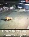 Lion Attack Cow In Gujarat  Gujarat News  Lion Attack Cow Video  Viral Video Shorts  CNN News18