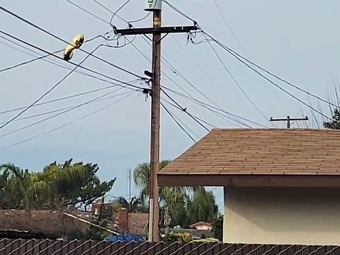 Mylar Balloon Luckily Slips Through Powerlines