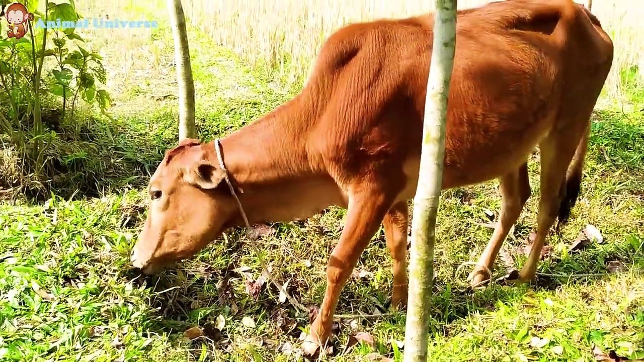 Animal sounds