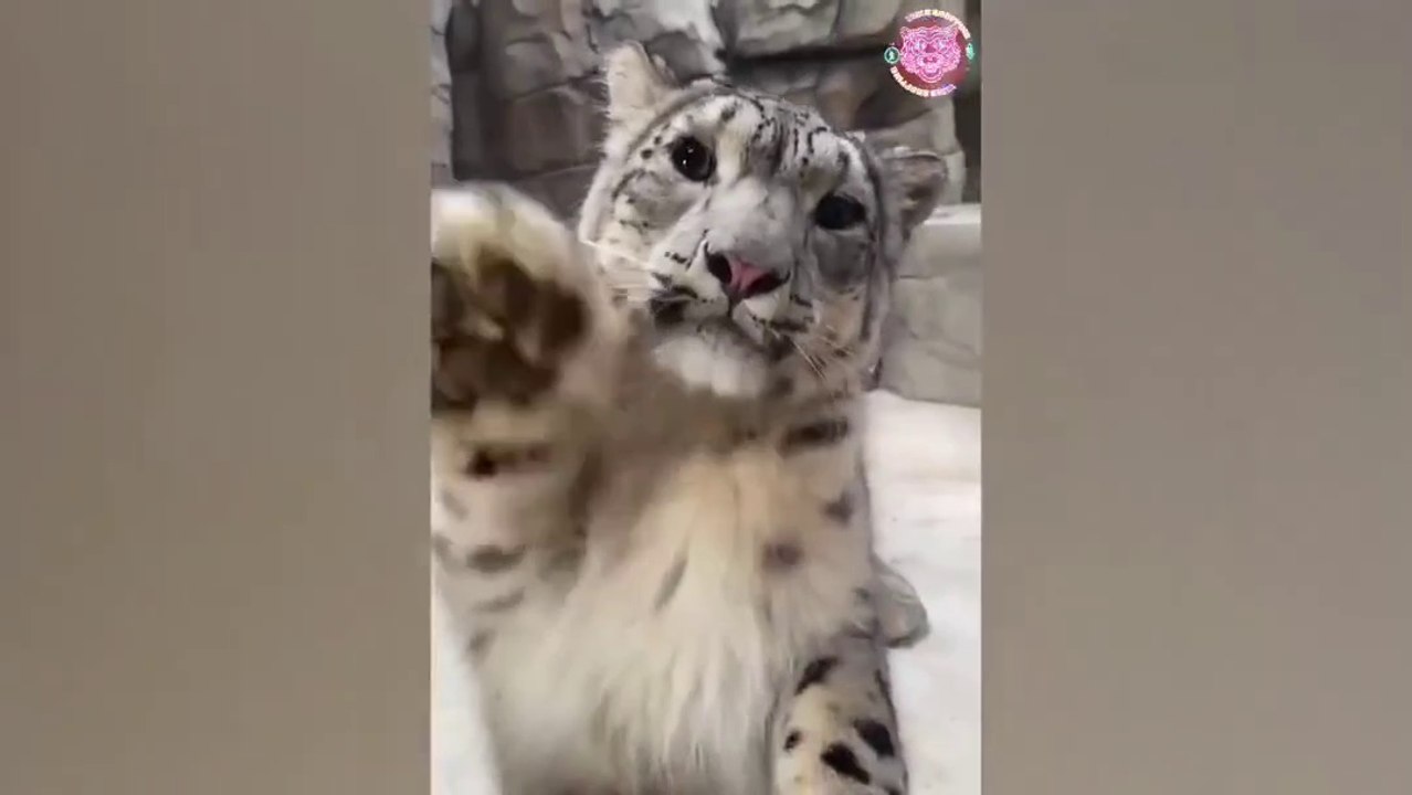 Baby Animal /Funny Dogs Videos Compilation