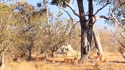 Awesome Power Of The Lion King Still Can Not Beat The Leopard While On The Tree - Lion VS Leopard