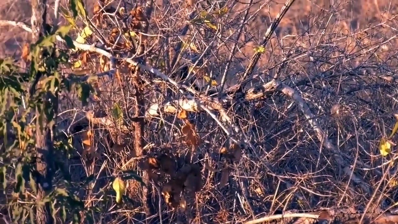 Honey Badger caughts and eats Snake & vs Cobra Python Snake Vs Honey