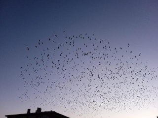 Balıkesir'de sığırcık kuşlarından görsel şölen