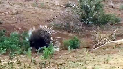 In The Hunger, Lions and Leopards Risked Their Lives Hunting Porcupine And Received a Big Lesson