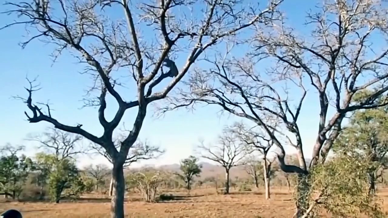 Hippos Alone Attack 50 Wild Dogs   Wild Dog Fight vs Hippo And Hyena   Big Battle Of Wild Dogs