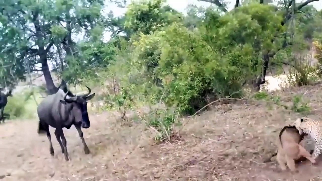 When Oryx gets bored as prey - Oryx madness constantly attacking elderly Cheetah