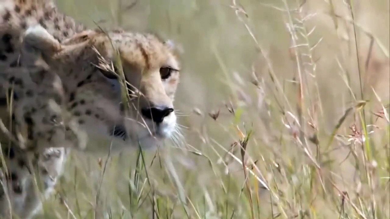 The Lion Suffered The Attack From Hippo - Hippo Attacks And Crushes What He Sees - Hippo, Lion, Car