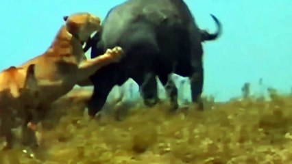 The Elephant Bravely Drives Away The Lion To Save The Child - Wild Animals Attack For Survival (2)