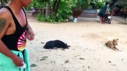 Troll Prank Dog Funny & fake Lion and Fake Tiger Prank To dog & Huge Box Prank to dog