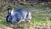 Rabbits playing moments  are affectionate in these Rabbit animal  videos ; rabbits