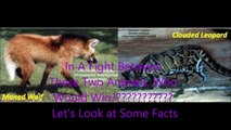 Animal Fight Club Season 2 Episode 15 Clouded Leopard Vs Maned Wolf