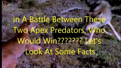 Animal Fight Club Season 2 Episode 5 Mountain Lion Vs Wolf