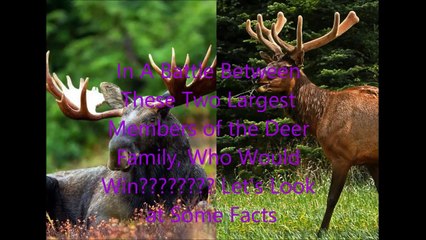 Animal Fight Club Season 2 Episode 7 Moose Vs Elk