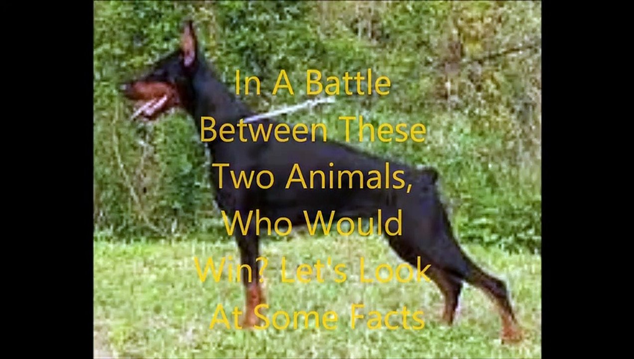 Animal Fight Club Season 1 Episode 8 Mountain Lion Vs Doberman Pinscher