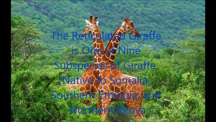 Animal Fight Club Season 3 Episode 11 Reticulated Giraffe Vs African Elephant