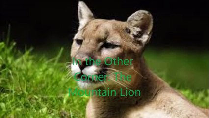 Animal Fight Club Season 1 Episode 5 Dog Vs Mountain Lion