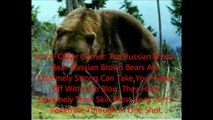 Animal Fight Club Season 1 Episode 2 Siberian Tiger Vs Russian Brown Bear