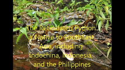 Animal Fight Club Season 3 Episode 6 Reticulated Python Vs Green Anaconda