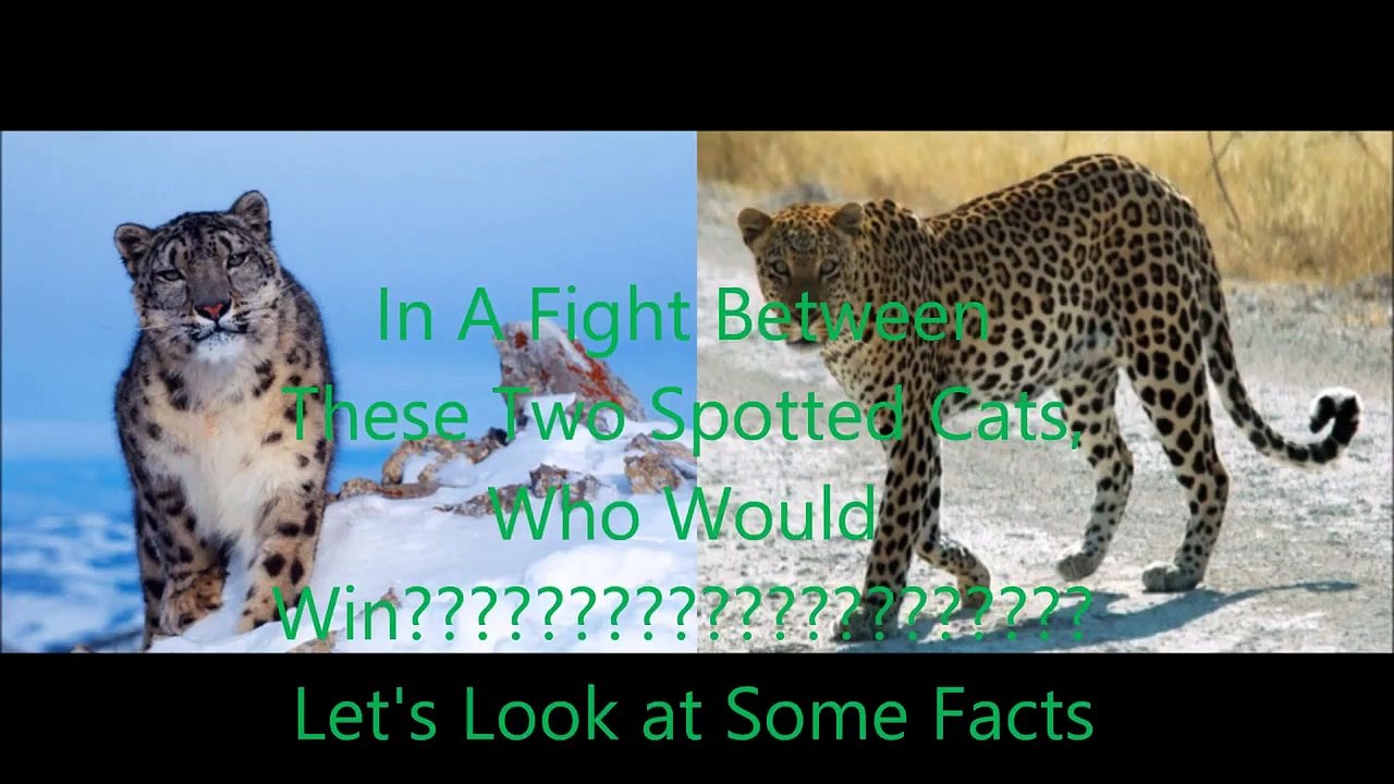 Animal Fight Club Season 3 Episode 2 Snow Leopard Vs African Leopard